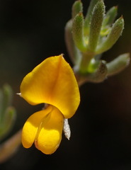 Aspalathus digitifolia