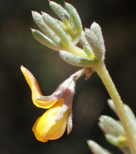 Image of Aspalathus digitifolia by (c) Nicola van Berkel, some rights reserved (CC BY-SA)