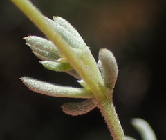 Aspalathus digitifolia