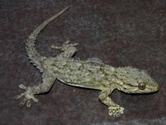 Tarentola mauritanica