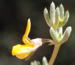 Aspalathus digitifolia