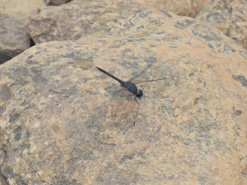 Indigo Dropwing