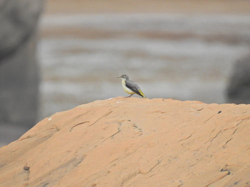Grey Wagtail