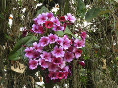 Meriania nobilis