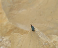 Alosimus syriacus syriacus
