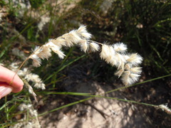 Melica racemosa