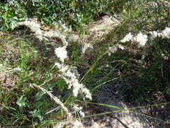 Melica racemosa