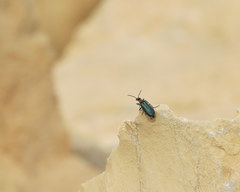 Alosimus syriacus syriacus