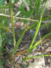 Melica racemosa