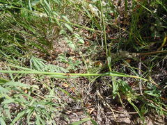 Melica racemosa