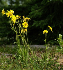 Arnica angustifolia