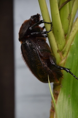 Dynastes septentrionalis