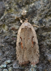 Agonopterix ocellana