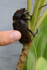 Dynastes septentrionalis