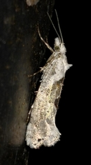 Ypsolopha asperella