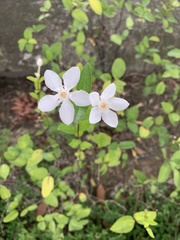 Wrightia antidysenterica