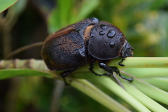 Dynastes septentrionalis