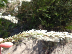 Melica racemosa