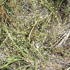 Phylica debilis debilis