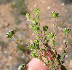 Phylica debilis debilis