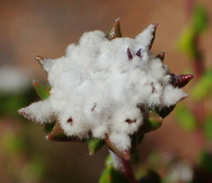 Phylica debilis debilis