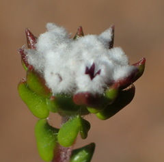 Phylica debilis debilis