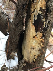 Perenniporia tenuis