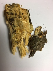 Perenniporia tenuis
