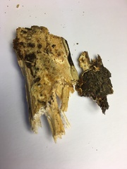 Perenniporia tenuis