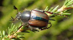 Stegopterus septus