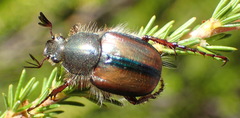 Stegopterus septus