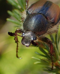 Stegopterus septus