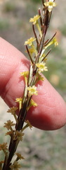 Struthiola eckloniana
