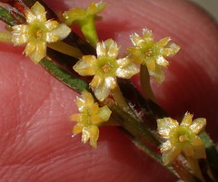Struthiola eckloniana