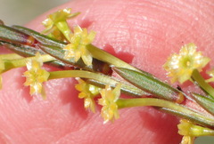 Struthiola eckloniana