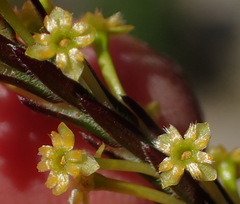 Struthiola eckloniana