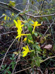 Jasminum nudiflorum