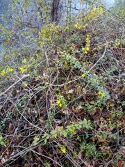 Jasminum nudiflorum
