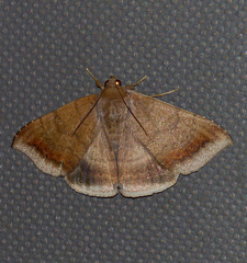 Achaea boris