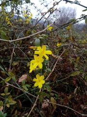 Jasminum nudiflorum
