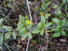 Jasminum nudiflorum
