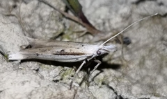 Ypsolopha mucronella