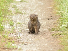 Hydrictis maculicollis