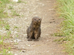 Hydrictis maculicollis