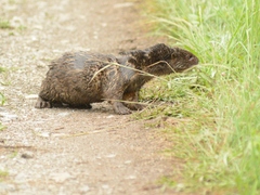 Hydrictis maculicollis