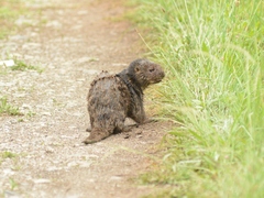 Hydrictis maculicollis