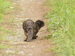 Hydrictis maculicollis