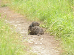 Hydrictis maculicollis