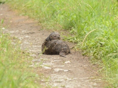 Hydrictis maculicollis