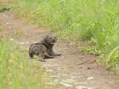 Hydrictis maculicollis